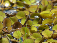 Salvinia minima