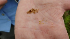Carex molesta