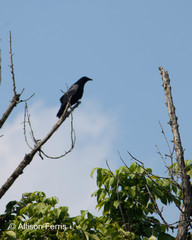 Corvus