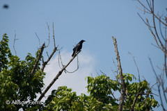 Corvus