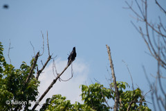 Corvus