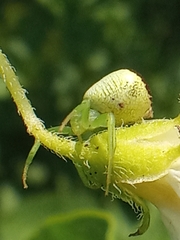 Ebrechtella tricuspidata