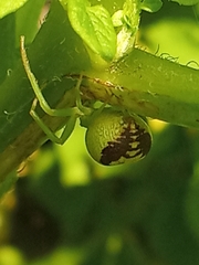 Ebrechtella tricuspidata