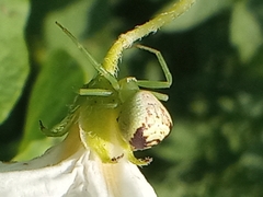 Ebrechtella tricuspidata
