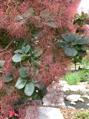 Cotinus