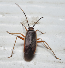 Adelphocoris rapidus
