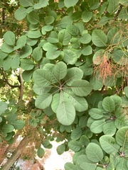 Cotinus