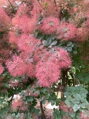 Cotinus