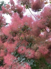 Cotinus
