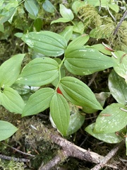Streptopus streptopoides
