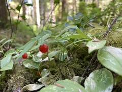 Streptopus streptopoides