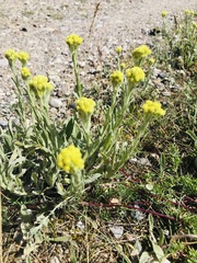 Helichrysum arenarium