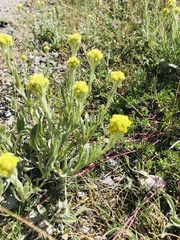 Helichrysum arenarium