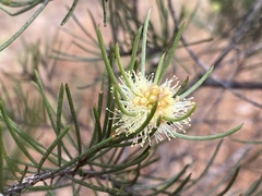 Melaleuca borealis