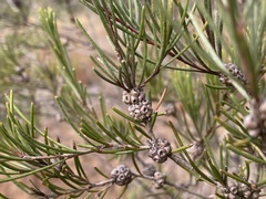 Melaleuca borealis