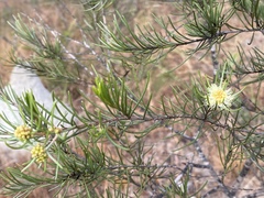 Melaleuca borealis