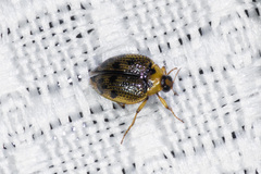 Peltodytes edentulus