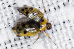 Peltodytes edentulus