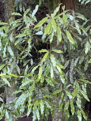Beilschmiedia tawa