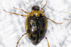 Peltodytes edentulus