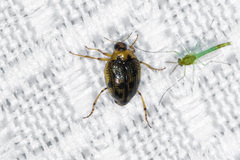 Peltodytes edentulus