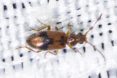 Notoxus desertus