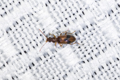 Notoxus desertus