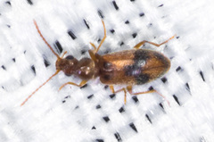 Notoxus desertus