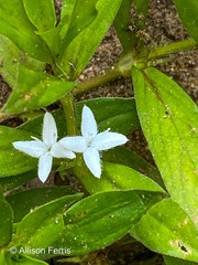 Diodia