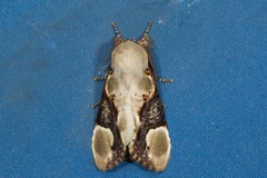 Formofentonia orbifer