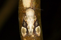 Formofentonia orbifer