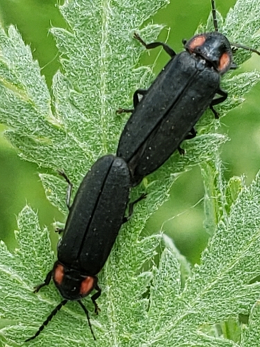 Dark Firefly photo 2