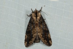 Allodonta austrocollaris