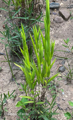 Poaceae