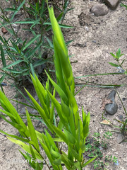 Poaceae