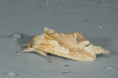 Saliocleta lativitta