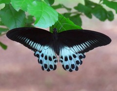 Papilio polymnestor