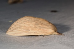 Saliocleta commutatis