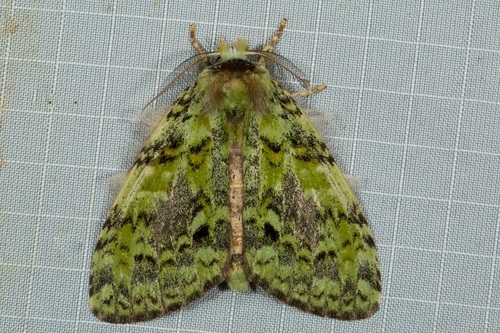 Somera virens