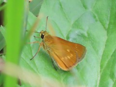 Ochlodes subhyalina