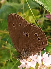Aphantopus hyperantus