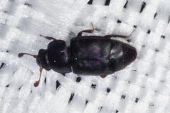 Caplothorax lugubris