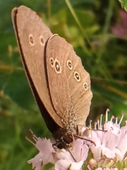 Aphantopus hyperantus
