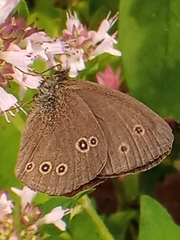 Aphantopus hyperantus
