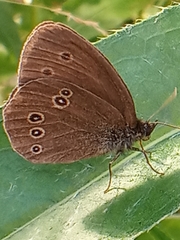 Aphantopus hyperantus
