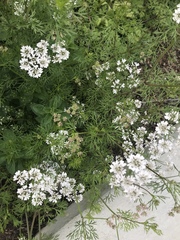 Bifora americana