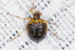 Peltodytes edentulus