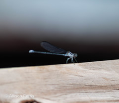 Argia moesta