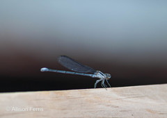 Argia moesta
