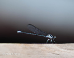 Argia moesta